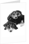 1960s two adorable sad eyed beagle puppies lying one on top the other by Anonymous