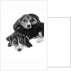 1960s two adorable sad eyed beagle puppies lying one on top the other by Anonymous