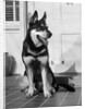 1950s german shepherd dog sitting outside front door of home guard security protection by Anonymous