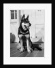 1950s german shepherd dog sitting outside front door of home guard security protection by Anonymous