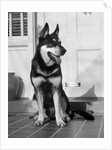 1950s german shepherd dog sitting outside front door of home guard security protection by Anonymous