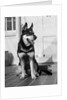 1950s german shepherd dog sitting outside front door of home guard security protection by Anonymous