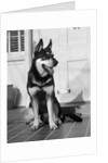 1950s german shepherd dog sitting outside front door of home guard security protection by Anonymous