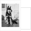 1950s german shepherd dog sitting outside front door of home guard security protection by Anonymous