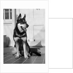 1950s german shepherd dog sitting outside front door of home guard security protection by Anonymous