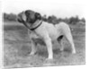 1930s stubborn strong bull dog standing full figure in profile outdoors in grass by Anonymous