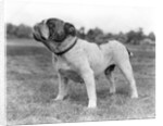 1930s stubborn strong bull dog standing full figure in profile outdoors in grass by Anonymous