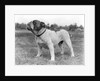 1930s stubborn strong bull dog standing full figure in profile outdoors in grass by Anonymous