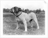 1930s stubborn strong bull dog standing full figure in profile outdoors in grass by Anonymous