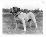 1930s stubborn strong bull dog standing full figure in profile outdoors in grass by Anonymous