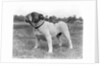 1930s stubborn strong bull dog standing full figure in profile outdoors in grass by Anonymous