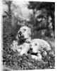 1920s two sweet english setters laying in grass by Anonymous