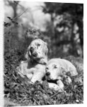 1920s two sweet english setters laying in grass by Anonymous