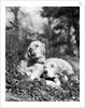 1920s two sweet english setters laying in grass by Anonymous