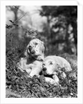1920s two sweet english setters laying in grass by Anonymous