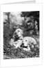 1920s two sweet english setters laying in grass by Anonymous