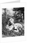 1920s two sweet english setters laying in grass by Anonymous