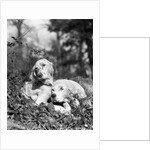 1920s two sweet english setters laying in grass by Anonymous