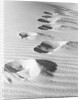 1950s footsteps in sand dunes by Anonymous