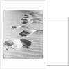 1950s footsteps in sand dunes by Anonymous
