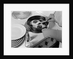1940s 1950s woman hands frying eggs in iron skillet on electric stove salt and pepper shakers by Anonymous