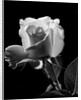 1940s close-up of light-colored rose by Anonymous