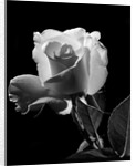 1940s close-up of light-colored rose by Anonymous