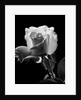 1940s close-up of light-colored rose by Anonymous