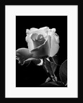 1940s close-up of light-colored rose by Anonymous
