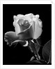 1940s close-up of light-colored rose by Anonymous