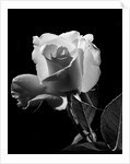 1940s close-up of light-colored rose by Anonymous