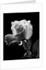 1940s close-up of light-colored rose by Anonymous