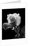1940s close-up of light-colored rose by Anonymous