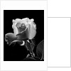 1940s close-up of light-colored rose by Anonymous