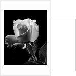 1940s close-up of light-colored rose by Anonymous
