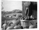 1960s barn door corn apples pumpkins autumn harvest time by Anonymous