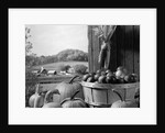 1960s barn door corn apples pumpkins autumn harvest time by Anonymous