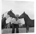 1960s boy wearing cowboy hat holding ropes reins harness halter of 2 horses one on either side of his face kissing him funny by Anonymous