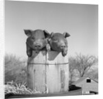 1950s two duroc pigs piglets in a nail keg barrel farm barn in background pork barrel cute by Anonymous