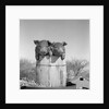 1950s two duroc pigs piglets in a nail keg barrel farm barn in background pork barrel cute by Anonymous