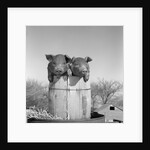 1950s two duroc pigs piglets in a nail keg barrel farm barn in background pork barrel cute by Anonymous