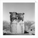 1950s two duroc pigs piglets in a nail keg barrel farm barn in background pork barrel cute by Anonymous