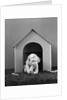 1940s girl in dog house lying on grass looking at camera by Anonymous