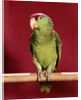 1960s green parrot with red blue feather cap on a perch looking at camera by Anonymous