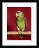 1960s green parrot with red blue feather cap on a perch looking at camera by Anonymous