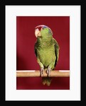 1960s green parrot with red blue feather cap on a perch looking at camera by Anonymous