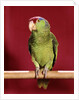 1960s green parrot with red blue feather cap on a perch looking at camera by Anonymous