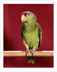 1960s green parrot with red blue feather cap on a perch looking at camera by Anonymous