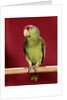 1960s green parrot with red blue feather cap on a perch looking at camera by Anonymous