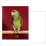1960s green parrot with red blue feather cap on a perch looking at camera by Anonymous